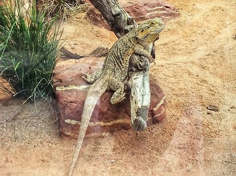 The central bearded dragon (Pogona vitticeps) Quite impressive reptile beeing very calm but observing its surrounding with wide awake eyes.
 Central bearded dragon,Geotagged,Germany,Pogona vitticeps,Summer