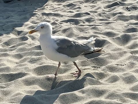 European herring gull (Larus argentatus) close encounter on the beach of Sch&ouml;nberger Strand, East Sea, Germany These guys are smart cookies. They know how to ripp off some food from tourists! They walk around slowly but as soon as they see a chance the strike! Haha European herring gull,Geotagged,Germany,Larus argentatus,Summer