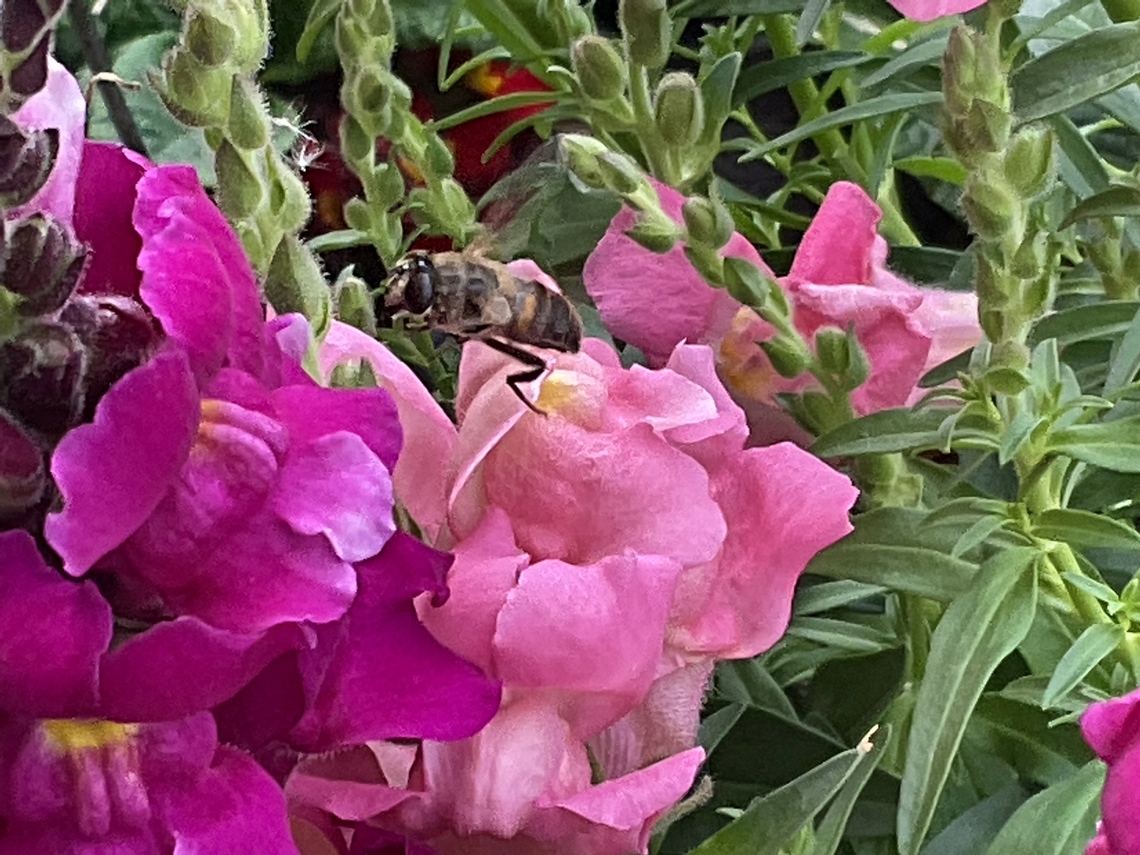 Volucella zonaria, the hornet mimic hoverfly Picture from June 11 th, 2022 at 13:07 on my loggia <br />
 Geotagged,Germany,Hornet mimic hoverfly,Volucella zonaria