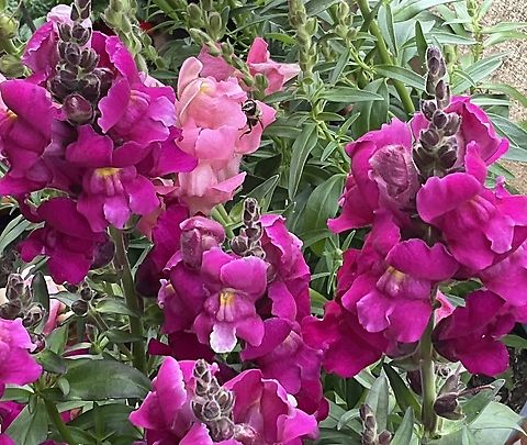 'Volucella zonaria'', the hornet mimic hoverfly Picture from June 11th, 2022 Geotagged,Germany,Volucella zonaria