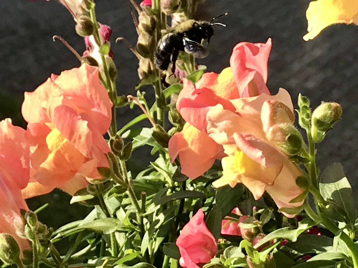 Xylocopa violacea, violet Carpenter Bee, Central Germany, September 25th, 2021 <section class="video"><iframe width="448" height="282" src="https://www.youtube-nocookie.com/embed/5uT6Dhf3siE?hd=1&autoplay=0&rel=0" frameborder="0" allowfullscreen></iframe></section> Geotagged,Germany,Violet carpenter bee,Xylocopa violacea