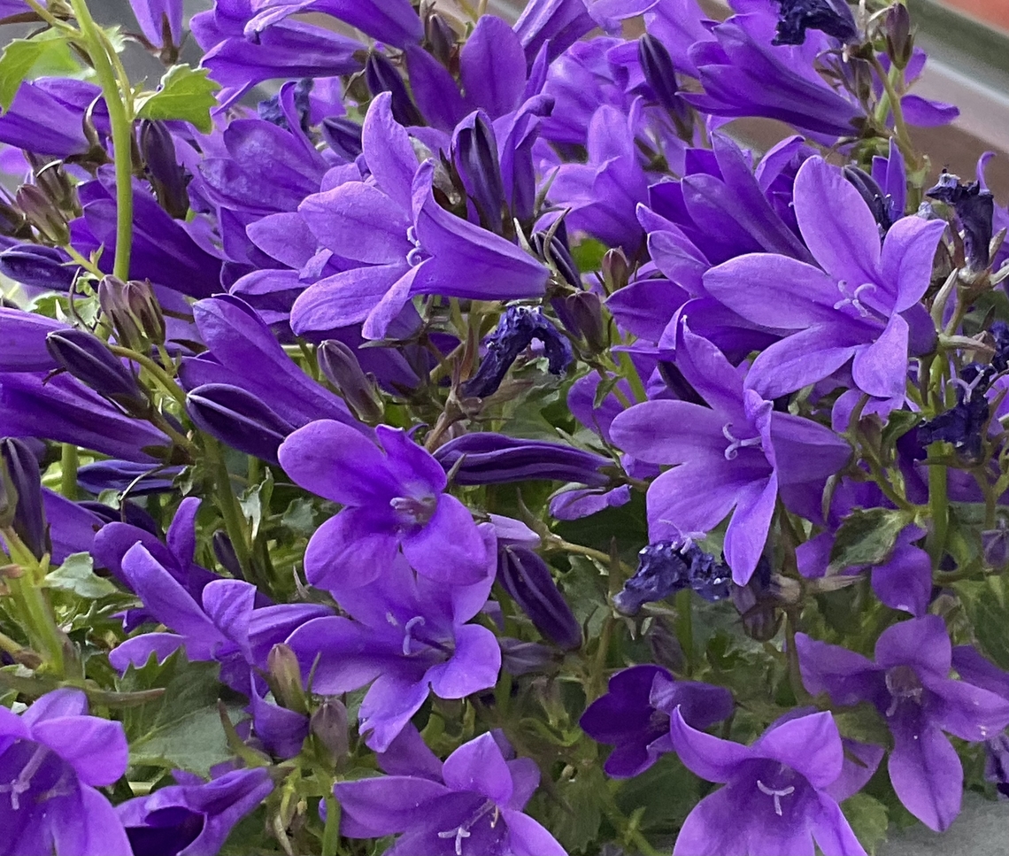 Campanula poscharskyana, the Serbian bellflower, purple cultivar This lil&lsquo; beauty is winter hard and comes back since seven years. Bees, Bumblebees and Hover Flies enjoy the plant which produces blossoms throughout the year. Picture was taken Sunday, May 22, 2022 at 12:13 p.m Campanula poscharskyana,Geotagged,Germany