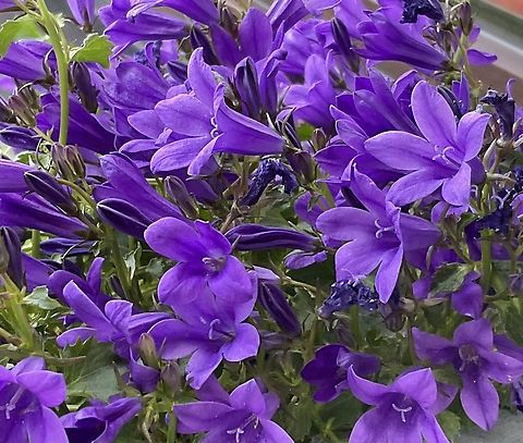 Trailing Bellflower