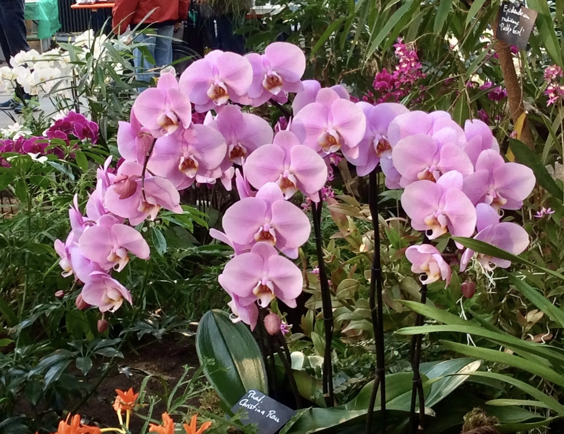 Phalaenopsis Aphrodite Picture from Orchid exhibition in the Palmengarten Frankfurt, March 2015 Geotagged,Germany,Phalaenopsis Aphrodite,Phalaenopsis aphrodite,Winter
