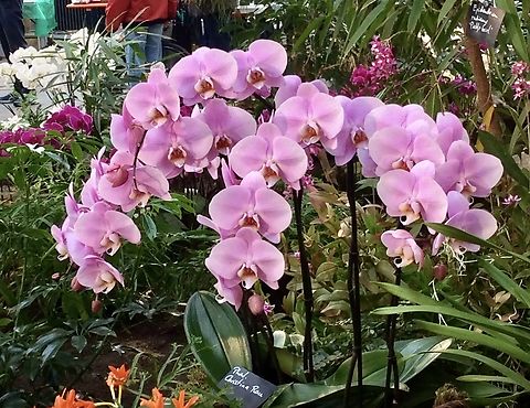 Phalaenopsis Aphrodite Picture from Orchid exhibition in the Palmengarten Frankfurt, March 2015 Geotagged,Germany,Phalaenopsis Aphrodite,Phalaenopsis aphrodite,Winter