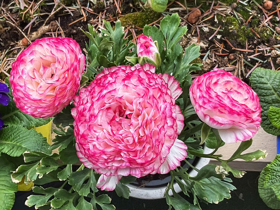 Ranunculus asiaticus, the Persian buttercup,  Geotagged,Germany,Persian buttercup,Ranunculus asiaticus,Spring