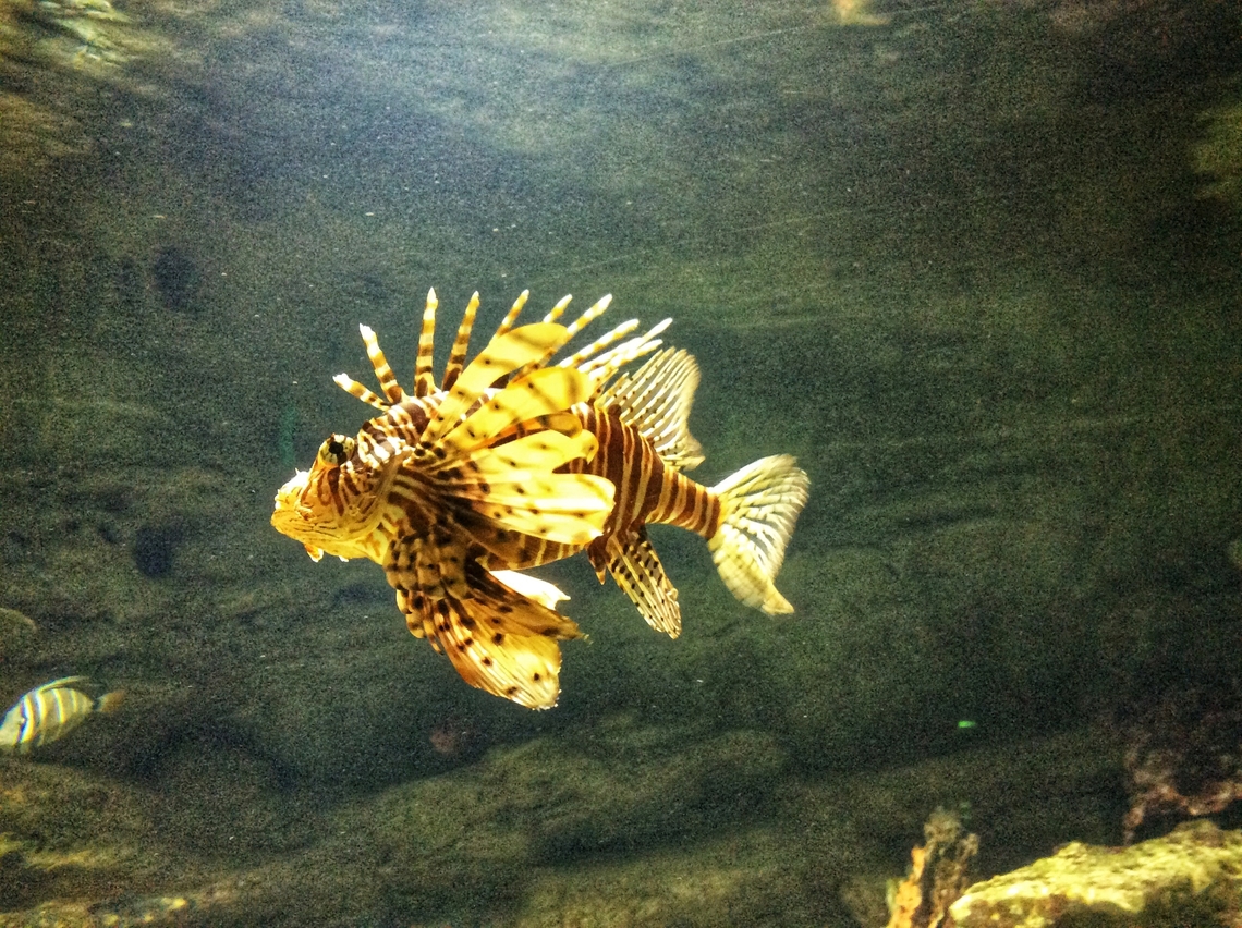 The red lionfish (Pterois volitans):, This beautiful fish fascinated me already as child. Since we lived very near to the Zoo Frankfurt we were regular visitors. The Exotarium with it&lsquo;s reptiles, Insects, and exotic fishes attracted me most.<br />
Took this picture in July 2014 in the Zoo Frankfurt Exotarium. Geotagged,Germany,Pterois volitans,Red lionfish,Summer