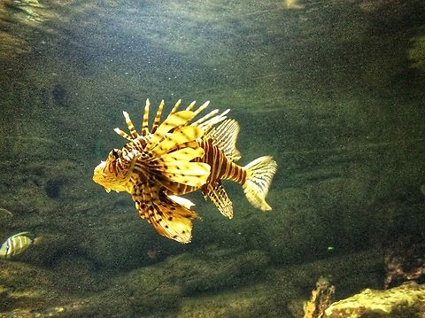 The red lionfish (Pterois volitans):, This beautiful fish fascinated me already as child. Since we lived very near to the Zoo Frankfurt we were regular visitors. The Exotarium with it‘s reptiles, Insects, and exotic fishes attracted me most.
Took this picture in July 2014 in the Zoo Frankfurt Exotarium. Geotagged,Germany,Pterois volitans,Red lionfish,Summer