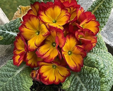 Primula acaulis, primrose Actually, the original form of the stemless primroses with the scientific name Primula vulgaris is rather inconspicuous with the pale yellow flowers.  Around 1900, there was a real primrose boom, especially in England, and numerous species were cultivated.  The result was countless varieties that have survived as hybrids to this day.  The color spectrum of the hybrids, which are now referred to as Primula acaulis, is fully covered.
Picture was taken Sunday, May 22, 2022 at 12:13 p.m

https://www.jungledragon.com/image/141470/bombus_terrestris_the_buff-tailed_bumblebee_feeding_on_primula_acaulis_a_primrose_in_february.html Geotagged,Germany,Primula vulgaris