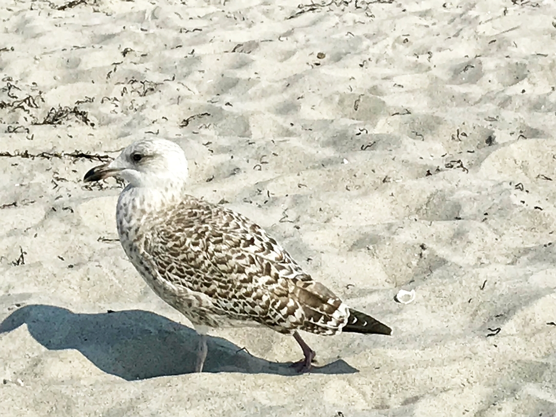 The European herring gull (Larus argentatus), Juvenile in first winter plumage Actively observing potential victims to be robbed!  European herring gull,Geotagged,Germany,Larus argentatus,Summer