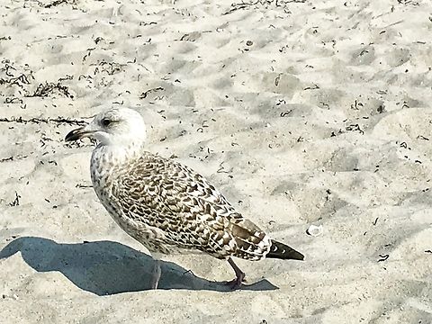 The European herring gull (Larus argentatus), Juvenile in first winter plumage Actively observing potential victims to be robbed!  European herring gull,Geotagged,Germany,Larus argentatus,Summer