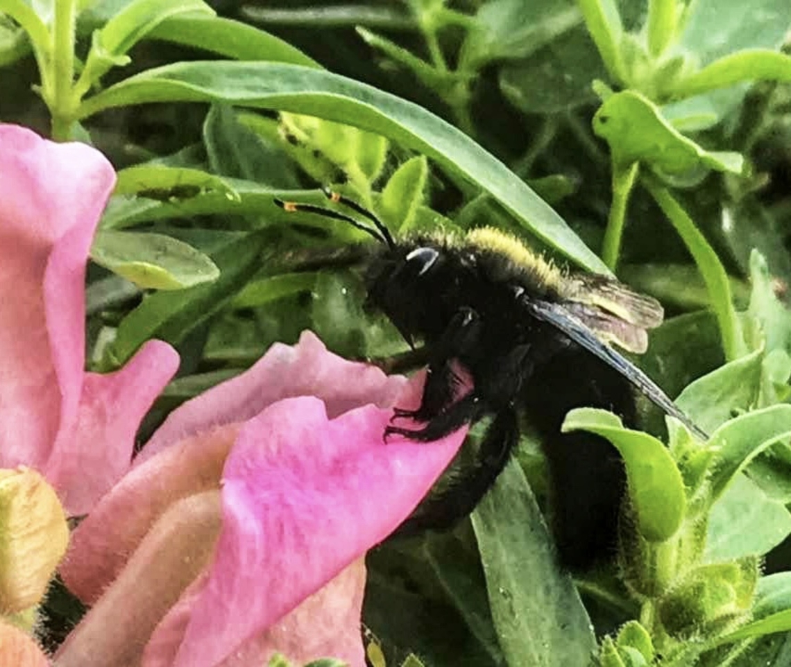 Xylocopa violacea, Carpenter Bee,, on a Snapdragon (Antirrhinum) blossom The violet Carpenter Bee is the biggest bee in Germany. It has the size of a Bumble Bee Queen and is dark black. From diving into many Snapdragon blossoms her back is full of yellow pollen. Took the picture in September 2021 on my loggia. Geotagged,Germany,Violet carpenter bee,Xylocopa violacea