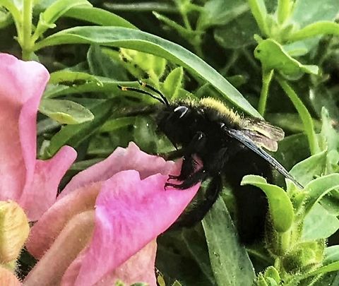 Xylocopa violacea, Carpenter Bee,, on a Snapdragon (Antirrhinum) blossom The violet Carpenter Bee is the biggest bee in Germany. It has the size of a Bumble Bee Queen and is dark black. From diving into many Snapdragon blossoms her back is full of yellow pollen. Took the picture in September 2021 on my loggia. Geotagged,Germany,Violet carpenter bee,Xylocopa violacea