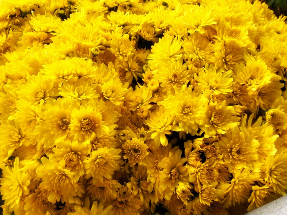 Chrysanthemum indicum, commonly called the indian Chrysantemum This one is branded as &bdquo;Golden Orfe&ldquo; and enjoyed me in autumn 2016 on my loggia.<br />
They come in various colors as seen here:<br />
<figure class="photo"><a href="https://www.jungledragon.com/image/141648/chrysanthemum_indicum.html" title="Chrysanthemum indicum"><img src="https://s3.amazonaws.com/media.jungledragon.com/images/7903/141648_thumb.jpeg?AWSAccessKeyId=05GMT0V3GWVNE7GGM1R2&Expires=1759968010&Signature=5o7sRT3X7B5ImX1Tx5EkBWJIcI4%3D" width="200" height="150" alt="Chrysanthemum indicum The autumn chrysanthemum is a perennial herbaceous plant.  It reaches stature heights of 0.25 to 1.00 meters.<br />
Took the picture October 2016 on my loggia. <br />
Also this one: https://www.jungledragon.com/image/141781/chrysanthemum_indicum_commonly_called_the_indian_chrysantemum.html Chrysanthemum indicum,Fall,Garland Chrysanthemum,Geotagged,Germany,Glebionis coronaria" /></a></figure> Chrysanthemum indicum,Fall,Garland Chrysanthemum,Geotagged,Germany,Glebionis coronaria
