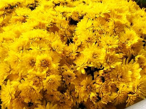 Chrysanthemum indicum