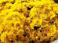 Chrysanthemum indicum, commonly called the indian Chrysantemum This one is branded as „Golden Orfe“ and enjoyed me in autumn 2016 on my loggia.<br />
They come in various colors as seen here:<br />
https://www.jungledragon.com/image/141648/chrysanthemum_indicum.html Chrysanthemum indicum,Fall,Garland Chrysanthemum,Geotagged,Germany,Glebionis coronaria