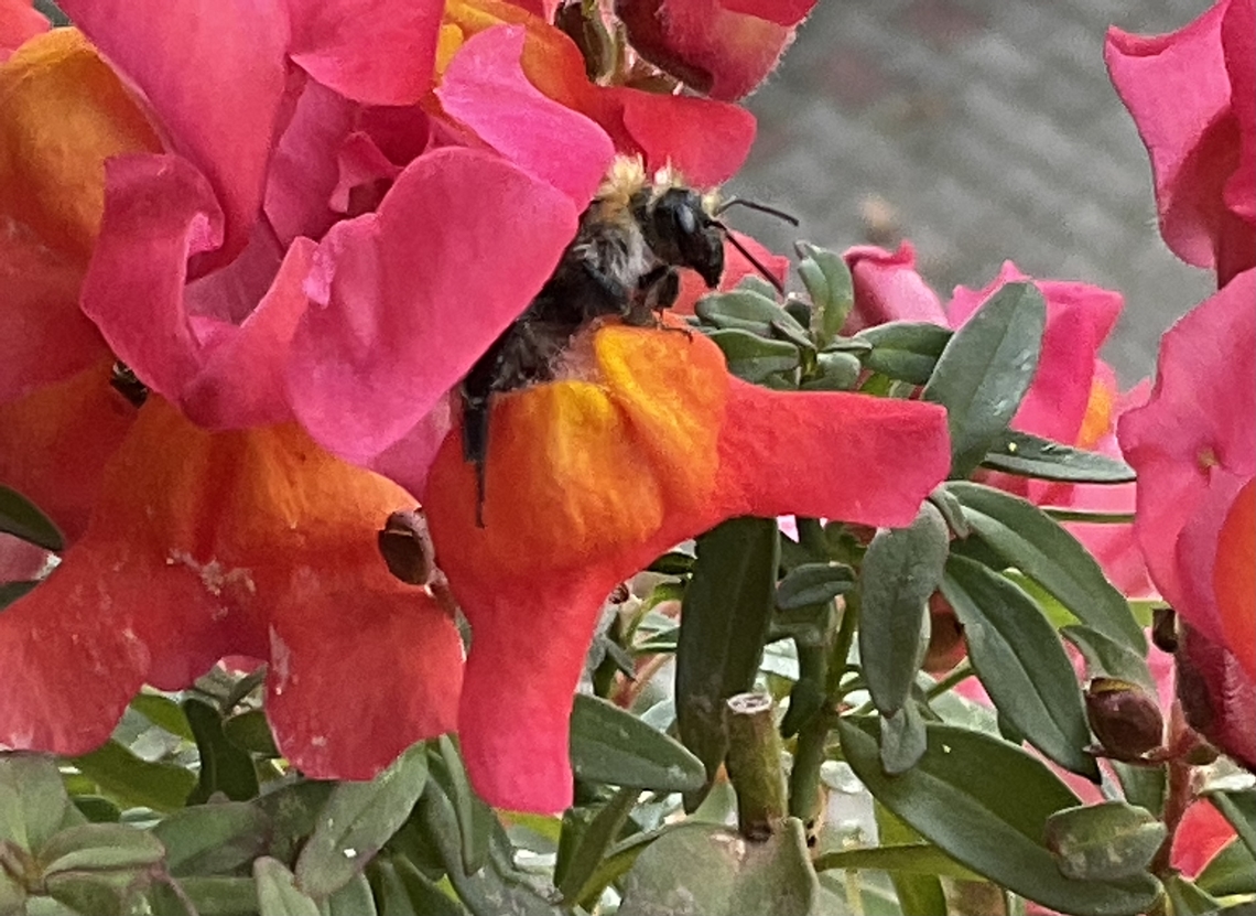 "Bombus pascuorum'', the common carder bee Look who visited my flowers this morning. It was just 10 degrees celsius and still she, Bombus pascuorum, the common carder bee, was around. Bombus pascuorum,Common Carder Bee,Geotagged,Germany