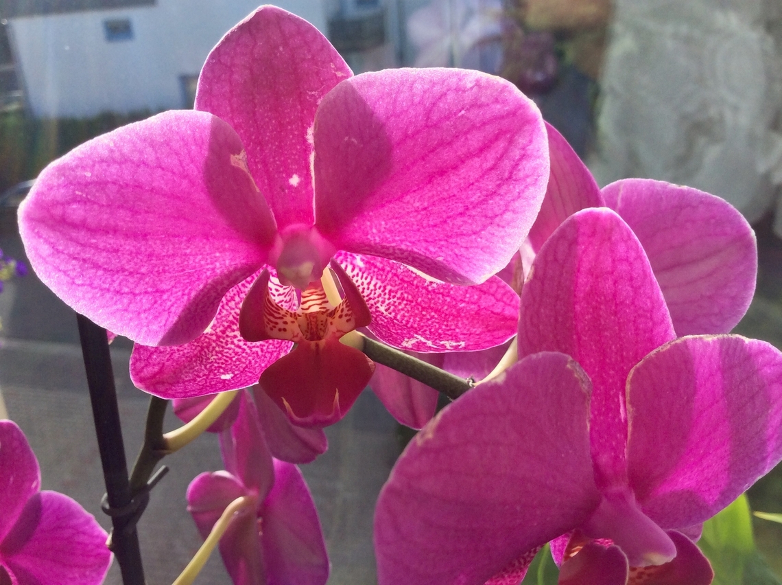 Phalaenopsis sp. (Identification needed) I enjoyed this plant for five years, with lots a new blossoms in my livingroom. Geotagged,Germany,Phalaenopsis X,Phalaenopsis × leucorrhoda,Summer