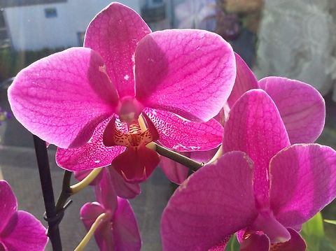 Phalaenopsis sp. (Identification needed) I enjoyed this plant for five years, with lots a new blossoms in my livingroom. Geotagged,Germany,Phalaenopsis X,Phalaenopsis × leucorrhoda,Summer