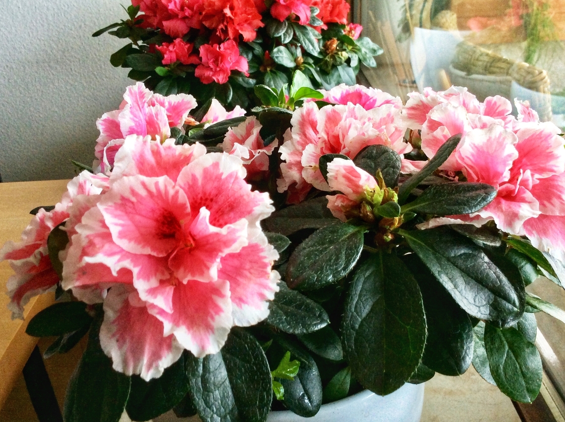 Rhododendron simsii, Azalea Colorful flower available in many variations. Fall,Geotagged,Germany,Rhododendron simsii