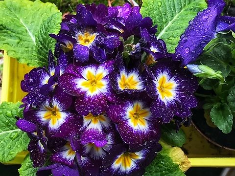 Primula acaulis, primrose Actually, the original form of the stemless primroses with the scientific name Primula vulgaris is rather inconspicuous with the pale yellow flowers. Around 1900, there was a real primrose boom, especially in England, and numerous species were cultivated. The result was countless varieties that have survived as hybrids to this day. The color spectrum of the hybrids, which are now referred to as Primula acaulis, is fully covered.

https://www.jungledragon.com/image/141470/bombus_terrestris_the_buff-tailed_bumblebee_feeding_on_primula_acaulis_a_primrose_in_february.html Common Primrose,Geotagged,Germany,Primula vulgaris,Spring