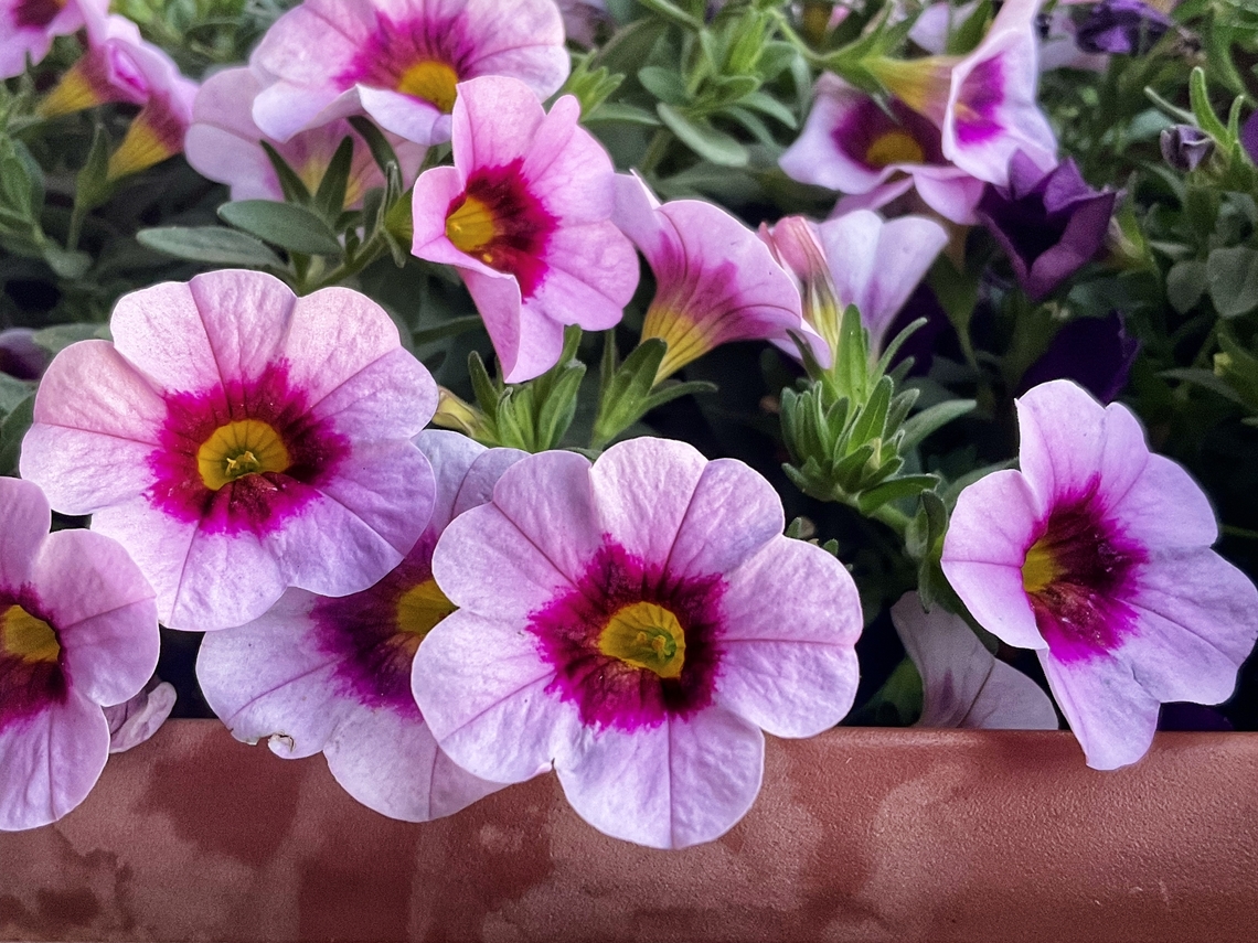 Calibrachoa, Hybrid Calibrachoa 'MiniFamous&reg; Light Pink Eye' magic bell 'MiniFamous&reg; Light Pink Eye'<br />
Calibrachoa &times; hybrida, mini petunia, million bells, mini trailing petunia Calibrachoa x hybrida,Geotagged,Germany,Million bells,Summer
