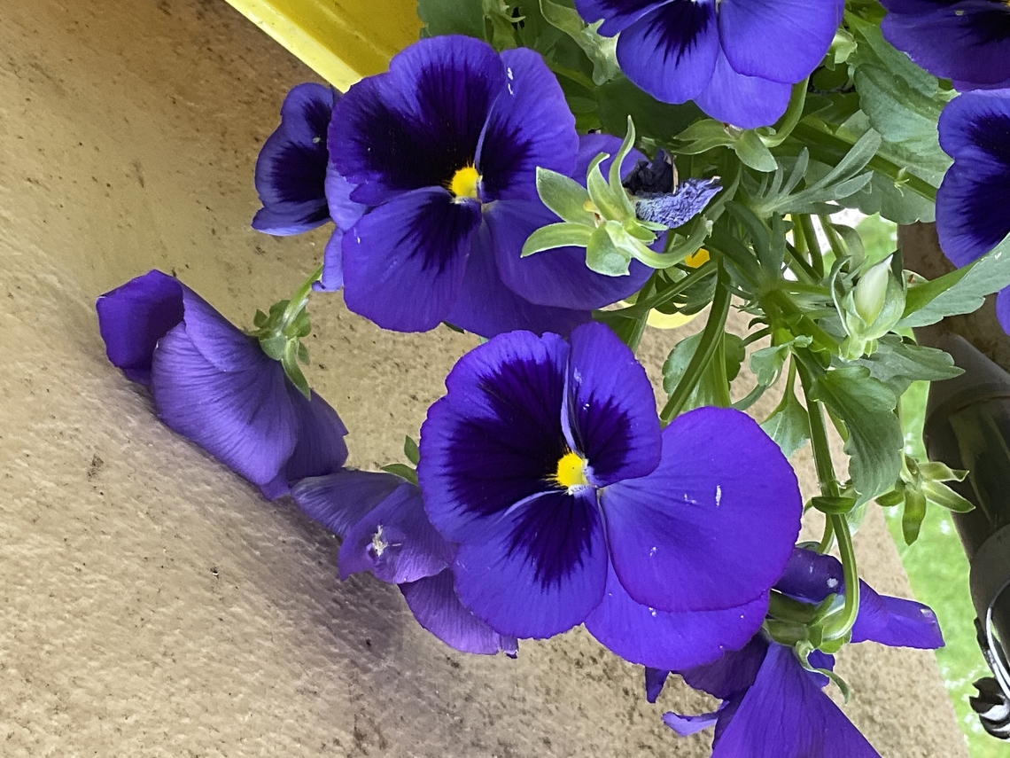 Viola &times; wittrockiana, the Garden pansy &bdquo; In the early years of the 19th century, Lady Mary Elizabeth Bennet (1785&ndash;1861), daughter of the Earl of Tankerville, collected and cultivated every sort of Viola tricolor (commonly, heartsease) she could procure in her father's garden at Walton-upon-Thames, Surrey. Under the supervision of her gardener, William Richardson, a large variety of plants was produced via cross-breeding. In 1812, she introduced her pansies to the horticultural world, and, in 1813, Mr. Lee, a well-known florist and nurseryman, further cultivated the flower. Other nurserymen followed Lee's example, and the pansy became a favorite among the public.&ldquo; Wikipedia Geotagged,Germany,Pansy,Viola &times; wittrockiana