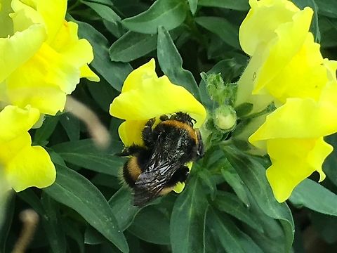 Bombus terrestris, the buff-tailed bumblebee or large earth bumblebee This friendly Bumblebee belongs to the bigger versions of it&lsquo;s species. I watch them since many years and they come in all sizes. https://youtu.be/F1D9W7DYJFM Bombus terrestris,Buff-tailed Bumblebee,Geotagged,Germany,Summer