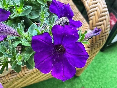 Petunia × atkinsiana Garden Petunias produce blossoms till end of November. The blossoms are very fragil and don‘t like heavy rainfall. 
The edible flowers are eaten locally.  A very common plant in flower gardens, there are hundreds of named varieties.  Although providing many well-known foods for people, including the potato, tomato, pepper and aubergine, most plants in the family Solanaceae also contain poisonous alkaloids.  Unless there are specific entries with information on edible uses, it would be unwise to ingest any part of this plant. Geotagged,Germany,Petunia × atkinsiana,Summer