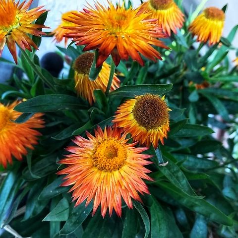 Xerochrysum (syn. Bracteantha) Picture was taken Sunday, July 29, 2018 at 5:41 am on my loggia Geotagged,Germany,Golden everlasting,Xerochrysum bracteatum
