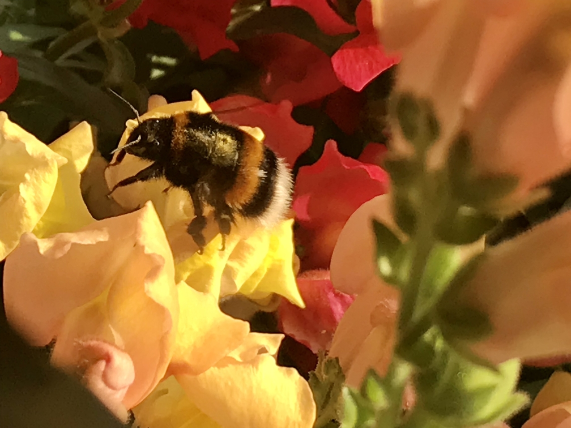 "Bombus terrestris", the buff-tailed bumblebee or large earth bumblebee, In the evening with beautiful light on Monday, July 26, 2021 at 7:53 p.m. this exceptionally large specimen was visiting my loggia. Bombus terrestris,Buff-tailed Bumblebee,Geotagged,Germany