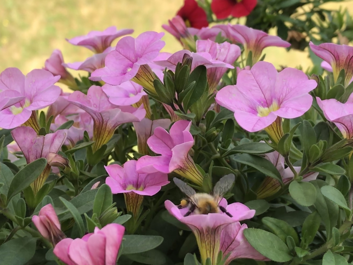 Petunia × atkinsiana, Petunia &times; atkinsiana, and a little &quot;Bombus pascuorum&#039;&#039;, the common carder bee. As you can see, she has already been busy collecting pollen on her leg. We are not the only ones who find the delicate pink petunias attractive! Geotagged,Germany,Petunia × atkinsiana,Summer