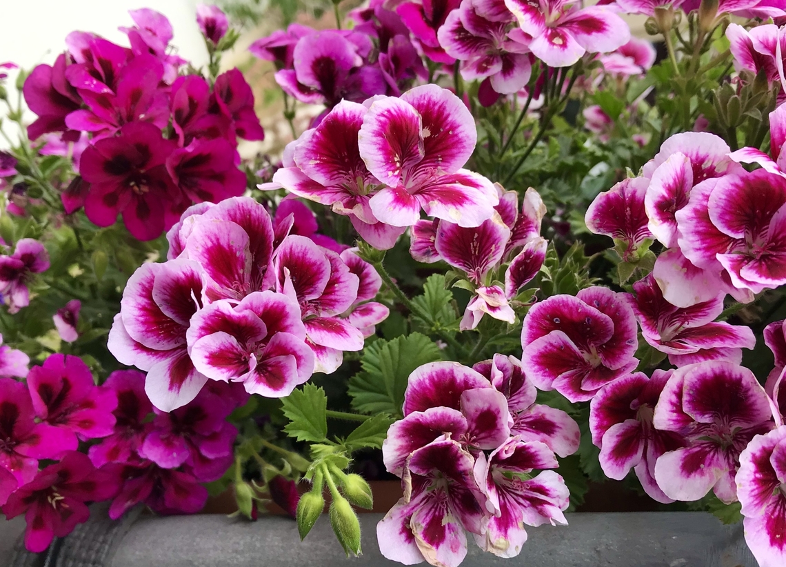 Pelargonium grandiflorum Pelargonium grandiflorum (Willd., 1800), commonly known as imperial geranium, is a plant belonging to the Geraniacee family, endemic to the Cape Provinces, in South Africa Geotagged,Germany,Pelargonium hortorum,Pelargonium × hortorum,Platycodon,Platycodon grandiflorus,Summer