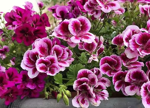 Pelargonium grandiflorum Pelargonium grandiflorum (Willd., 1800), commonly known as imperial geranium, is a plant belonging to the Geraniacee family, endemic to the Cape Provinces, in South Africa Geotagged,Germany,Pelargonium hortorum,Pelargonium × hortorum,Platycodon,Platycodon grandiflorus,Summer