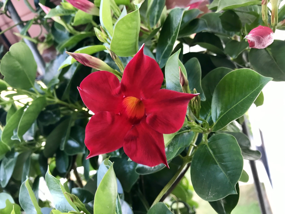 Mandevilla (Syn.: Dipladenia A.DC.) I like the dipladenia because they have southern flair! I had them in white and red. It is in full bloom as early as May and will continue to bloom until the first frost. The leaves are glossy and evergreen. They will take full sunshine and heat, but get along with mixed conditions. Dipladenia (Mandevilla) is poisonous as it is a species of the dogbane plant family (Apocynaceae). Geotagged,Germany,Mandevilla Sanderi,Mandevilla sanderi,Summer