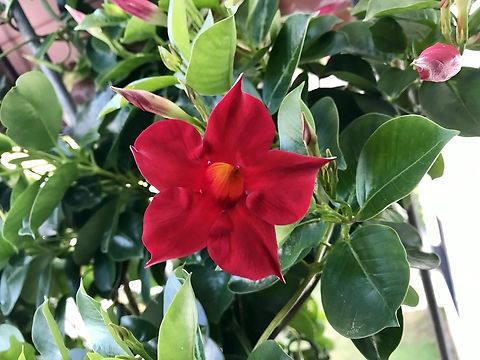 Mandevilla (Syn.: Dipladenia A.DC.) I like the dipladenia because they have southern flair! I had them in white and red. It is in full bloom as early as May and will continue to bloom until the first frost. The leaves are glossy and evergreen. They will take full sunshine and heat, but get along with mixed conditions. Dipladenia (Mandevilla) is poisonous as it is a species of the dogbane plant family (Apocynaceae). Geotagged,Germany,Mandevilla Sanderi,Mandevilla sanderi,Summer