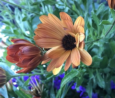 Osteospermum ecklonis - African Daisy Took the picture on Monday, October 8, 2018 at 9:52 am on my loggia.  Blue-and-white Daisybush,Dimorphotheca ecklonis,Geotagged,Germany,Osteospermum vaillantii