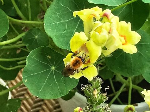 „Bombus pascuorum", the common carder bee  Bombus pascuorum,Common Carder Bee,Geotagged,Germany,Summer