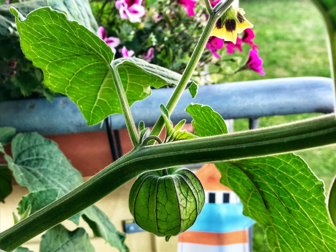 „Physalis peruviana“, commonl Cape gooseberry, goldenberry, and physalis, When we bought the plant as a seedling, we asked the seller: &quot;How big is she going to be?&quot;  He meant about one meter.  Well, it grew two meters high and was loaded with delicious berries. Incidentally, you can harvest only when the cuticle is yellow and withered.  The physalis does not ripen after harvesting, such as tomatoes. Cape gooseberry,Geotagged,Germany,Physalis peruviana,Summer