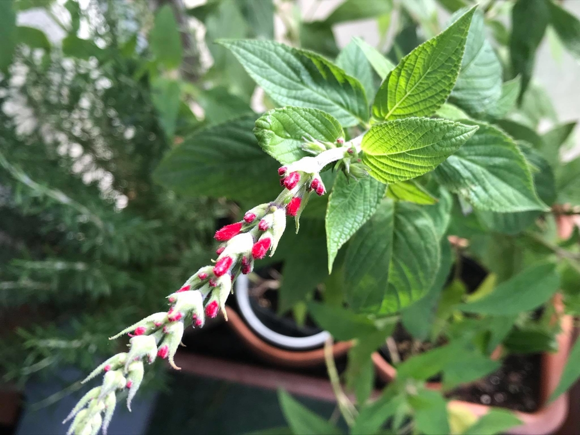 „Salvia elegans“ Pineapple Sage &bdquo;Bought a small organic seedling of pineapple sage in spring. It grew well and provided us with it&rsquo;s leaves all year round. We used it on our fruit salads and for infused water. It really has that pineapple taste. Now it starts to flower and it&lsquo;s red blossoms look nice and are edible as well.&ldquo; Text and picture from me in November 2019 FB Geotagged,Germany,Pineapple Sage,Salvia elegans