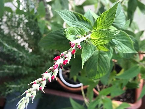 „Salvia elegans“ Pineapple Sage „Bought a small organic seedling of pineapple sage in spring. It grew well and provided us with it’s leaves all year round. We used it on our fruit salads and for infused water. It really has that pineapple taste. Now it starts to flower and it‘s red blossoms look nice and are edible as well.“ Text and picture from me in November 2019 FB Geotagged,Germany,Pineapple Sage,Salvia elegans