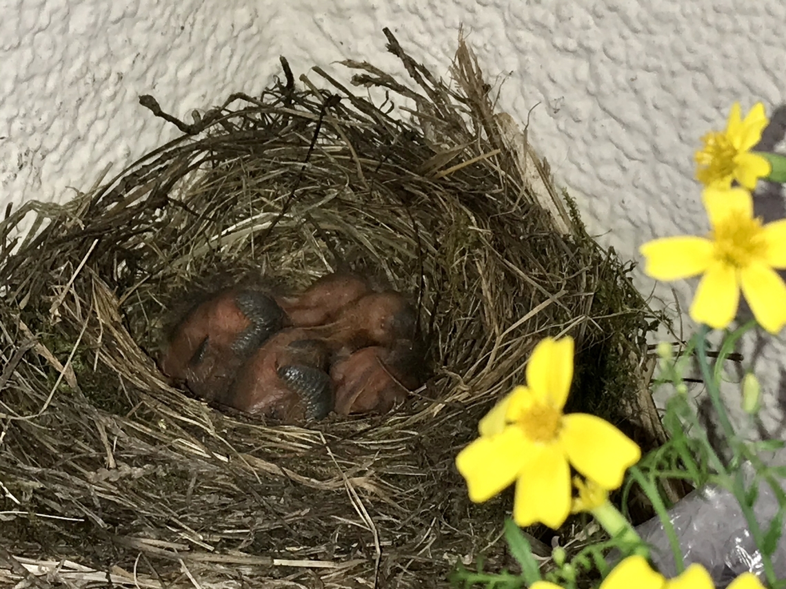 „Turdus merula“, Common Blackbird Very young hatchlings in June 2020, when the Blackbirds built a nest on my loggia and started to breed.  Common Blackbird,Geotagged,Germany,Spring,Turdus merula