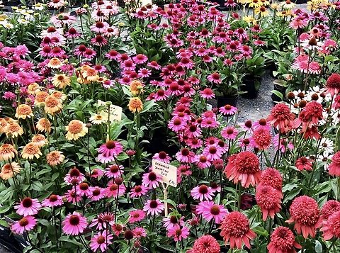 Echinacea purpurea, the eastern purple coneflower, purple coneflower, hedgehog coneflower, or echinacea I took the photo during our visit to the Hessenpark open-air museum on the occasion of the plant market that was taking place there.  Sunday, September 8, 2019 at 6:18 p.m.  About 80 growers present their plants there and offer them for sale. Echinacea purpurea,Geotagged,Germany,Purple Coneflower