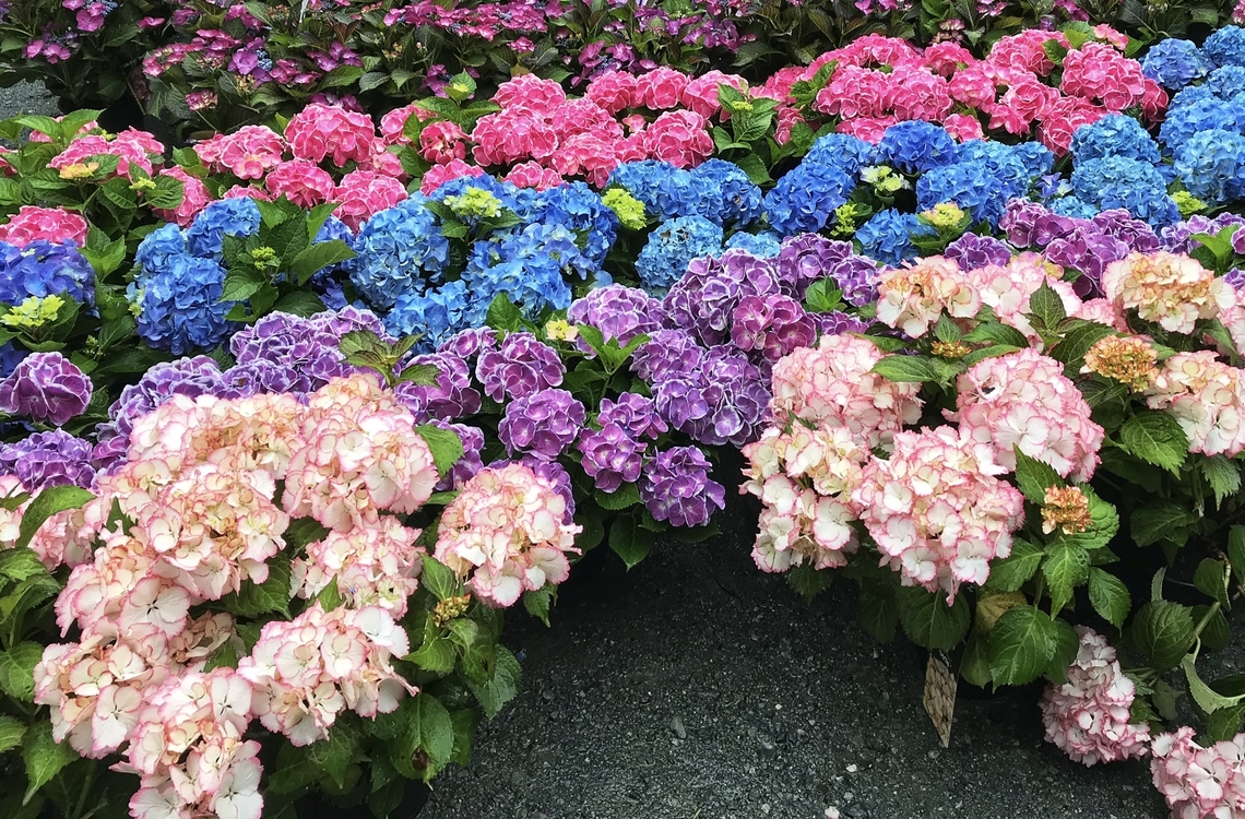 Hydrangea macrophylla, Hortensia These Beauties need a lot of water. In general, hydrangeas love water, so the soil must be kept moist, especially in dry and warm weather. What they don&lsquo;t like is water logging.  Geotagged,Germany,Hydrangea macrophylla,Mophead Hydrangea,Summer