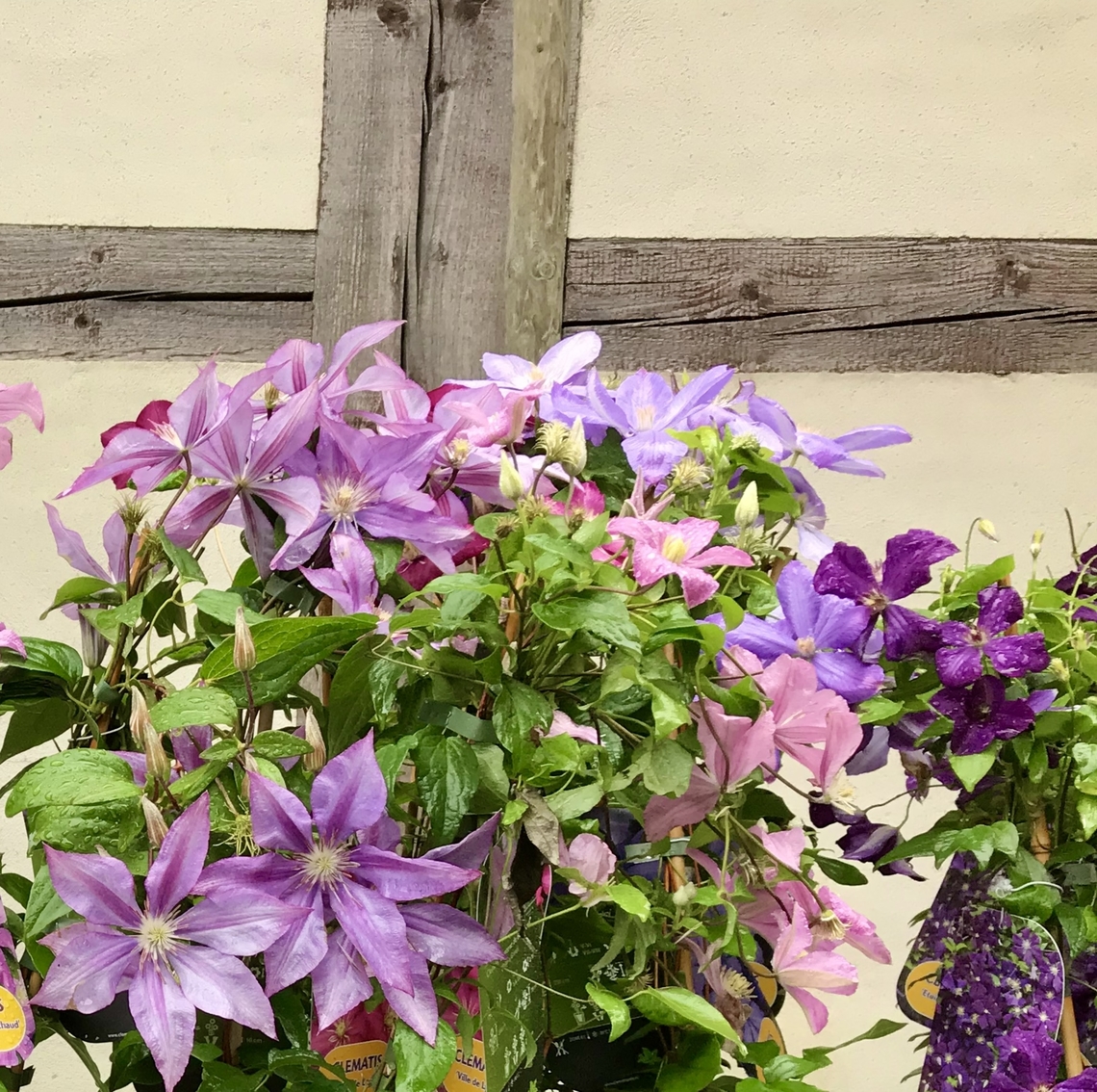 Clematis viticella, the Italian leather flower, purple clematis, Picture taken at the plant market September 2019 in the Freilichtmuseum Hessenpark. A splendor of flowers in many colors and sizes from early bloomers to late bloomers are possible. There are hundreds of Hybrids and Cultivars available.  I had them for many years and enjoyed to watch them grow with their lovely pink blossoms.  The clematis  needs climbing aids. In nature she looks for trees, which she even overgrows over the years.  Clematis viticella,Geotagged,Germany,Purple Clematis,Summer