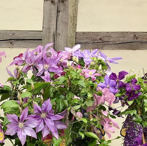 Clematis viticella, the Italian leather flower, purple clematis, Picture taken at the plant market September 2019 in the Freilichtmuseum Hessenpark. A splendor of flowers in many colors and sizes from early bloomers to late bloomers are possible. There are hundreds of Hybrids and Cultivars available.  I had them for many years and enjoyed to watch them grow with their lovely pink blossoms.  The clematis  needs climbing aids. In nature she looks for trees, which she even overgrows over the years.  Clematis viticella,Geotagged,Germany,Purple Clematis,Summer