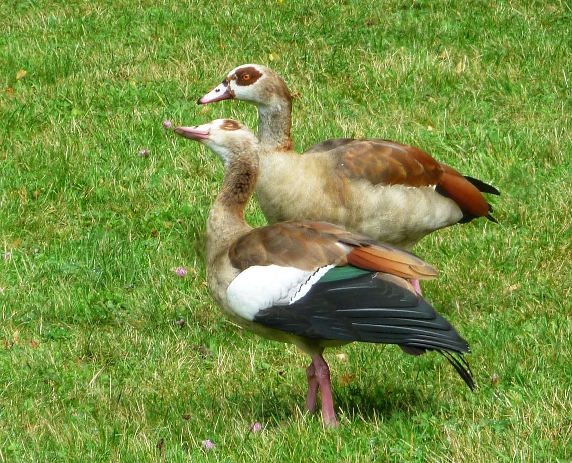 Egyptian goose (Alopochen aegyptiaca) The Egyptian Goose has spread widely thanks to its adaptability and prolific reproduction. She likes to live in public parks where she often finds water areas. I took the photo in the beautiful Kurpark Bad Homburg. There lives a small colony of these beautiful birds. In Frankfurt, there were debates about how to deal with a problem, namely a proliferating population in a large public swimming pool, where they had contaminated the green areas.<br />
<figure class="photo"><a href="https://www.jungledragon.com/image/141886/egyptian_goose_alopochen_aegyptiaca.html" title="Egyptian goose (Alopochen aegyptiaca)"><img src="https://s3.amazonaws.com/media.jungledragon.com/images/7903/141886_thumb.jpeg?AWSAccessKeyId=05GMT0V3GWVNE7GGM1R2&Expires=1759968010&Signature=MSHVAmqN1GZqMX%2FHATPM863u3EY%3D" width="200" height="134" alt="Egyptian goose (Alopochen aegyptiaca) It belongs to the ducks but because of it weight and size it is no wonder why it was named Egyptian goose.<br />
The Egyptian Goose has spread widely thanks to its adaptability and prolific reproduction.  She likes to live in public parks where she often finds water areas.  I took the photo in the beautiful Kurpark Bad Homburg.  There lives a small colony of these beautiful birds.  In Frankfurt, there were debates about how to deal with a problem, namely a proliferating population in a large public swimming pool, where they had contaminated the green areas.<br />
https://www.jungledragon.com/image/141848/egyptian_goose_alopochen_aegyptiaca.html Alopochen aegyptiacus,Egyptian Goose,Geotagged,Germany,Ipad_23_2_15,Summer" /></a></figure> Alopochen aegyptiacus,Egyptian Goose,Geotagged,Germany,Ipad_23_2_15,Summer