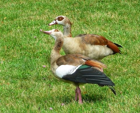 Egyptian goose (Alopochen aegyptiaca) The Egyptian Goose has spread widely thanks to its adaptability and prolific reproduction. She likes to live in public parks where she often finds water areas. I took the photo in the beautiful Kurpark Bad Homburg. There lives a small colony of these beautiful birds. In Frankfurt, there were debates about how to deal with a problem, namely a proliferating population in a large public swimming pool, where they had contaminated the green areas.
https://www.jungledragon.com/image/141886/beb71f2d-1745-461f-b210-69dbddc4e625.html Alopochen aegyptiacus,Egyptian Goose,Geotagged,Germany,Ipad_23_2_15,Summer