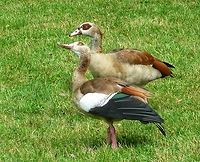 Egyptian goose (Alopochen aegyptiaca) The Egyptian Goose has spread widely thanks to its adaptability and prolific reproduction. She likes to live in public parks where she often finds water areas. I took the photo in the beautiful Kurpark Bad Homburg. There lives a small colony of these beautiful birds. In Frankfurt, there were debates about how to deal with a problem, namely a proliferating population in a large public swimming pool, where they had contaminated the green areas.<br />
https://www.jungledragon.com/image/141886/beb71f2d-1745-461f-b210-69dbddc4e625.html Alopochen aegyptiacus,Egyptian Goose,Geotagged,Germany,Ipad_23_2_15,Summer