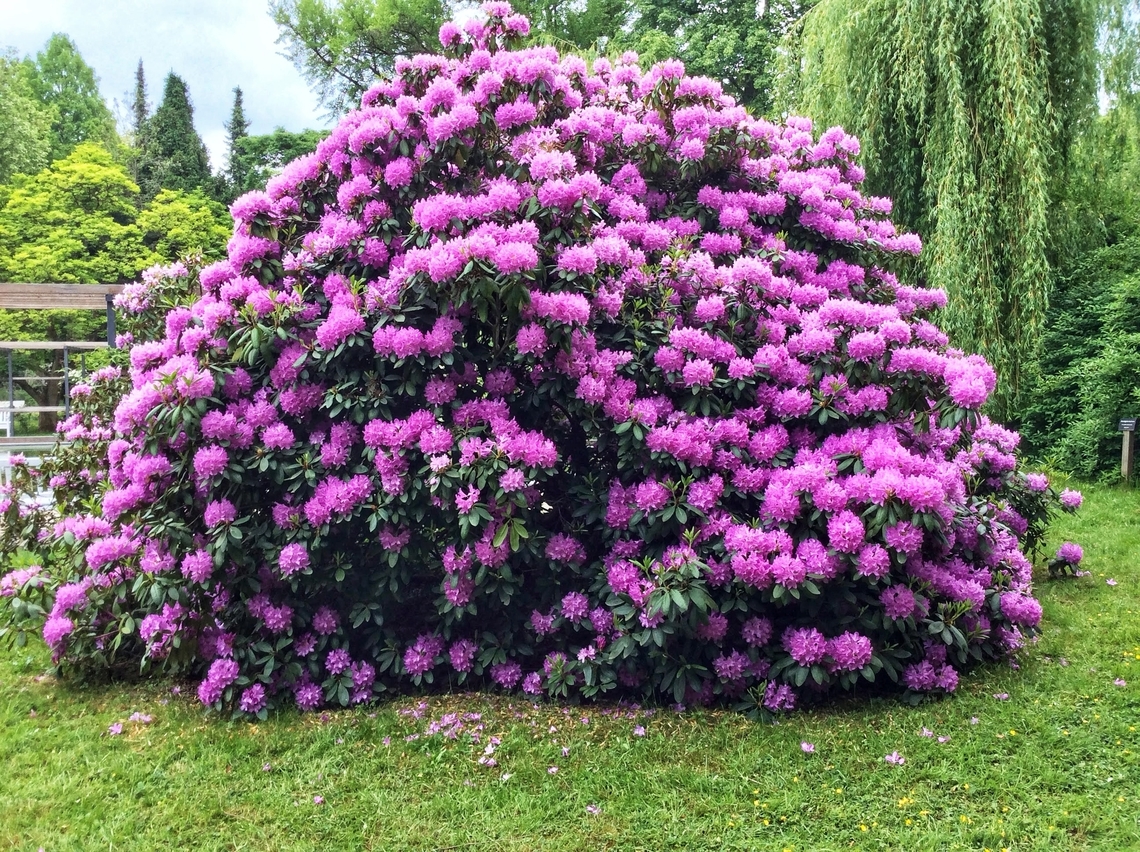 Rhododendron (sp) This impressive rhododendron beauty stands in front of the old Orangery in the Kurpark Bad Homburg. Their size suggests a very old age, I guess between 80 and 100 years. Geotagged,Germany,Ipad_23_2_15,Spring